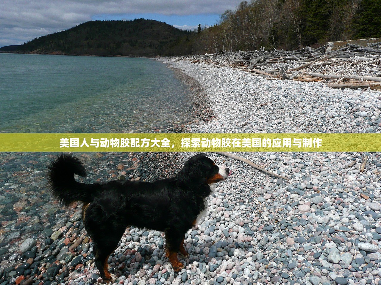 美国人与动物胶配方大全，探索动物胶在美国的应用与制作