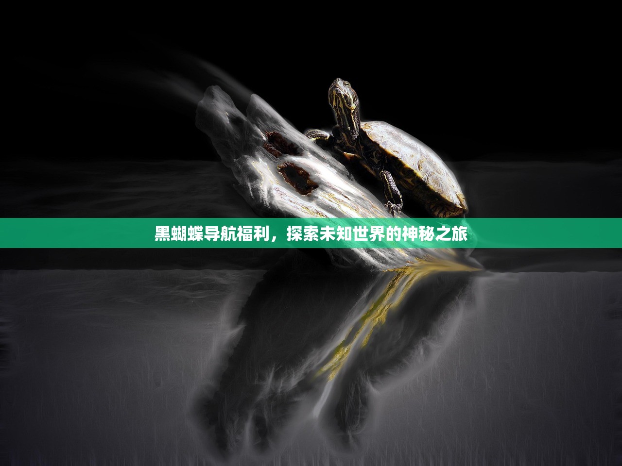 黑蝴蝶导航福利，探索未知世界的神秘之旅
