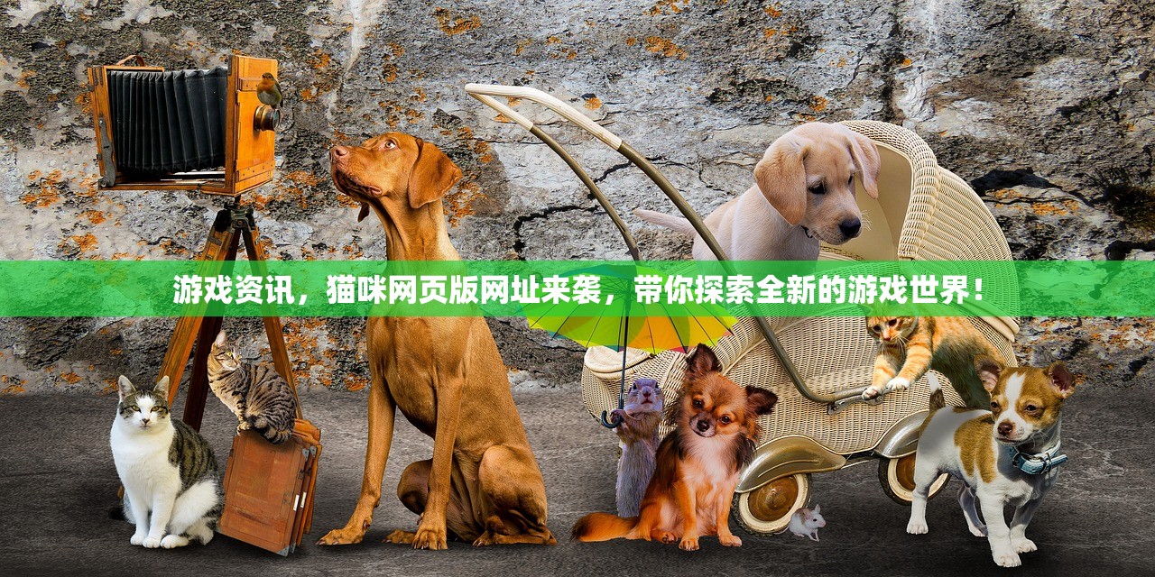 游戏资讯，猫咪网页版网址来袭，带你探索全新的游戏世界！