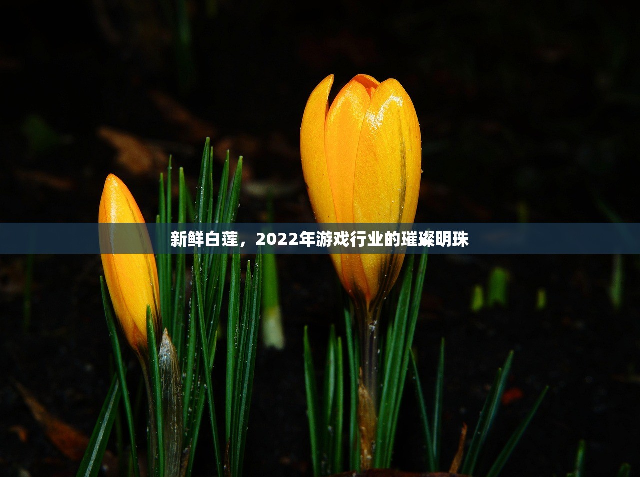 新鲜白莲，2022年游戏行业的璀璨明珠