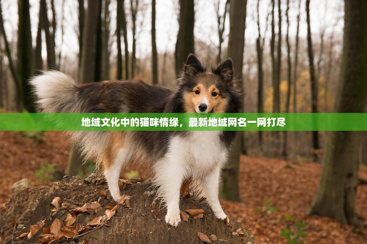 地域文化中的猫咪情缘，最新地域网名一网打尽