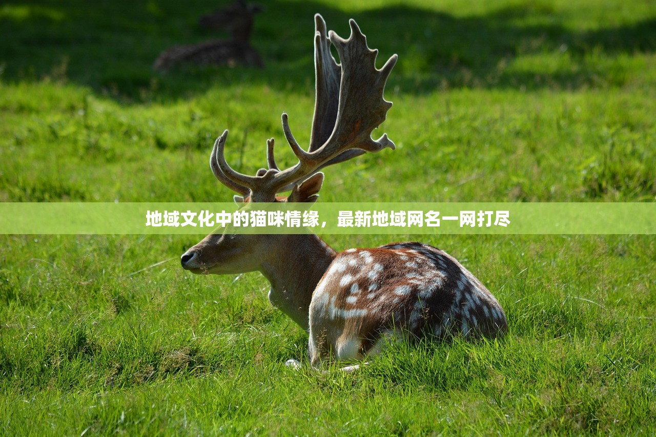 地域文化中的猫咪情缘，最新地域网名一网打尽