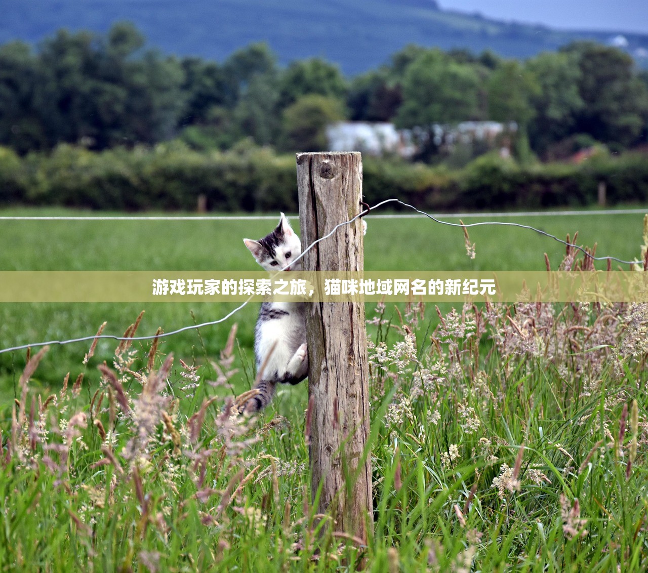 游戏玩家的探索之旅，猫咪地域网名的新纪元