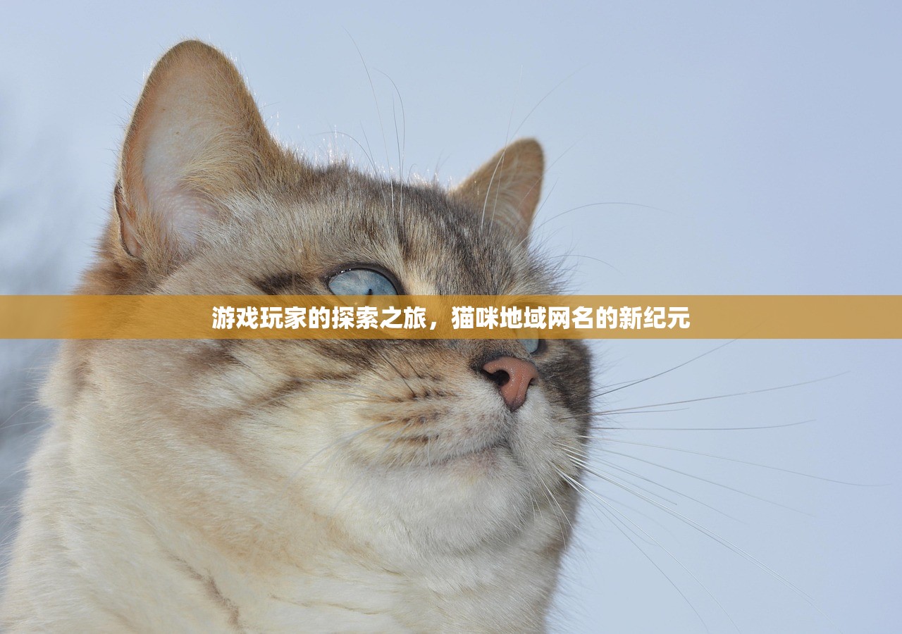 游戏玩家的探索之旅，猫咪地域网名的新纪元