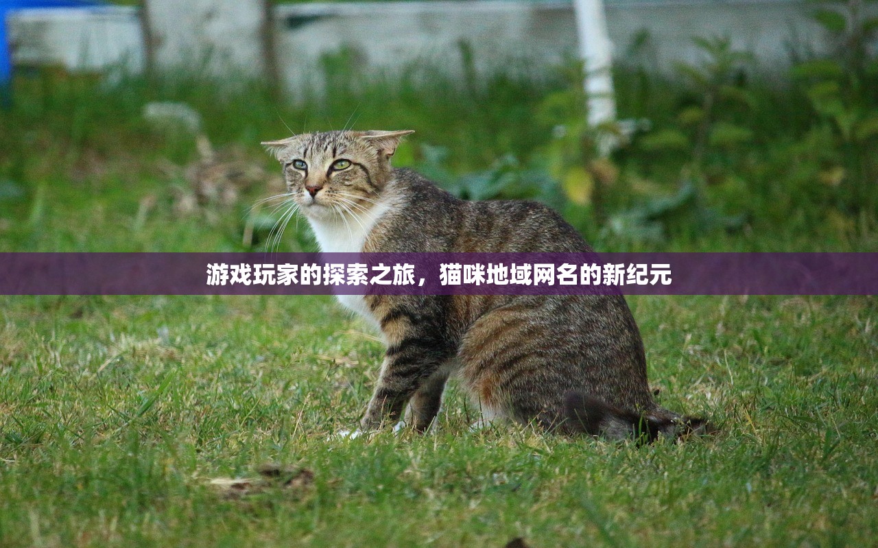 游戏玩家的探索之旅，猫咪地域网名的新纪元