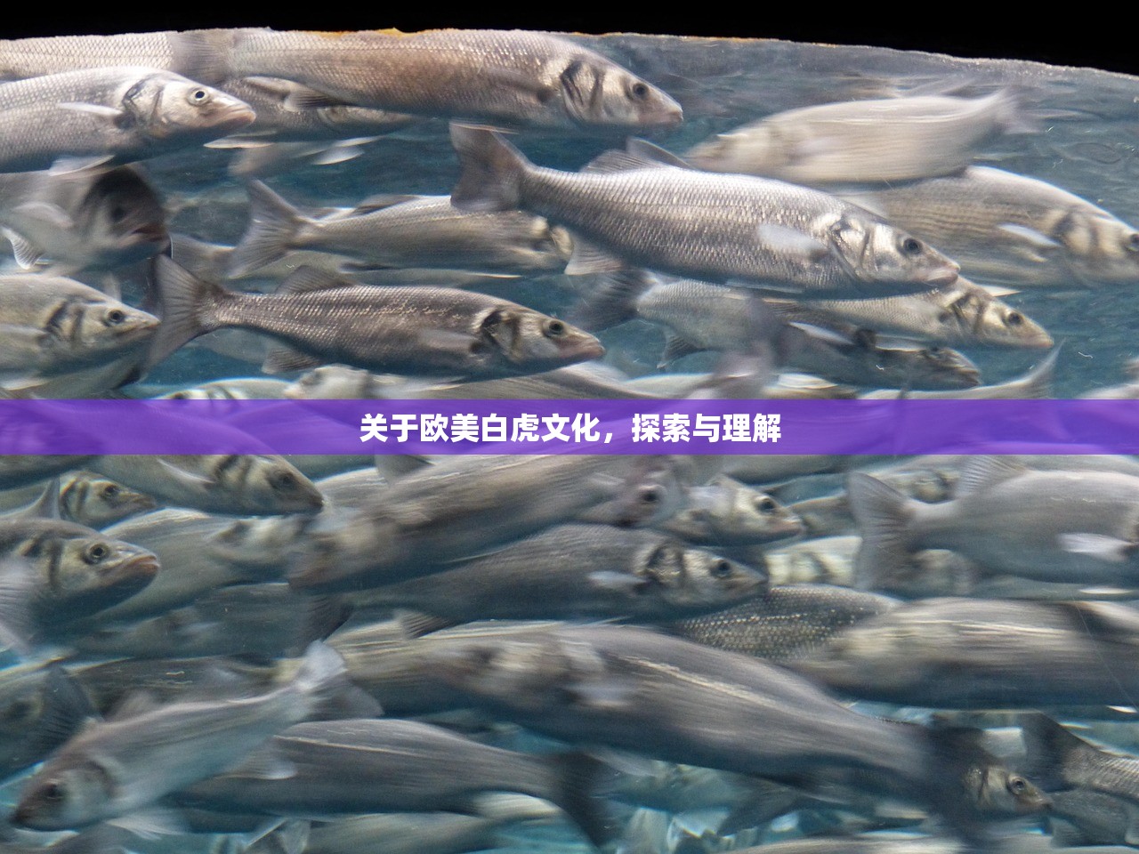 关于欧美白虎文化，探索与理解