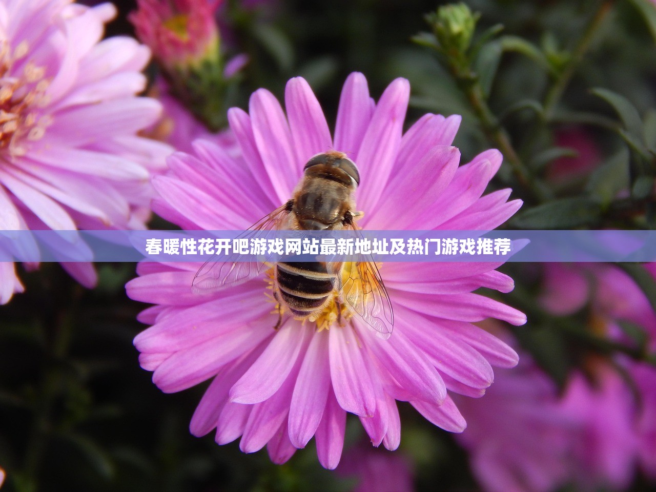 春暖性花开吧游戏网站最新地址及热门游戏推荐