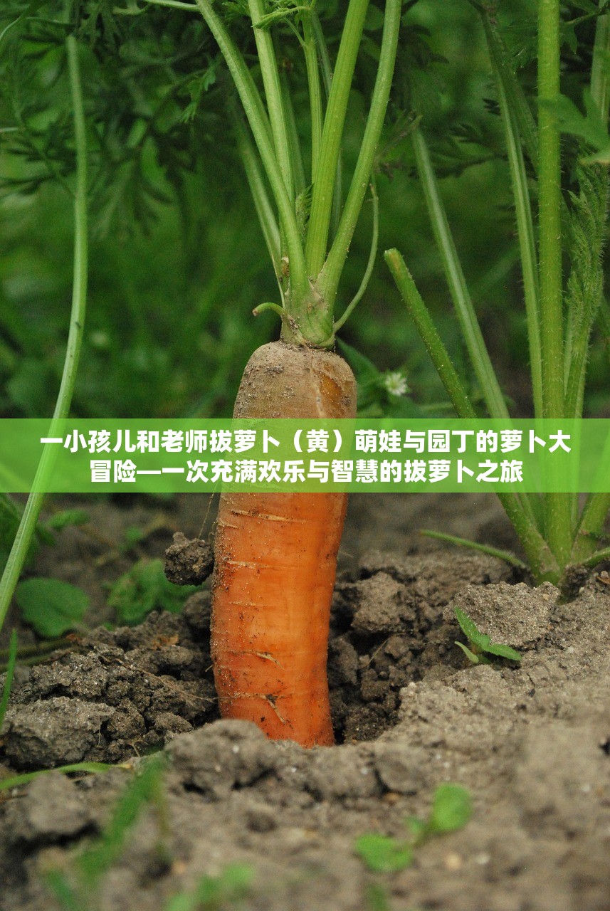 一小孩儿和老师拔萝卜（黄）萌娃与园丁的萝卜大冒险—一次充满欢乐与智慧的拔萝卜之旅
