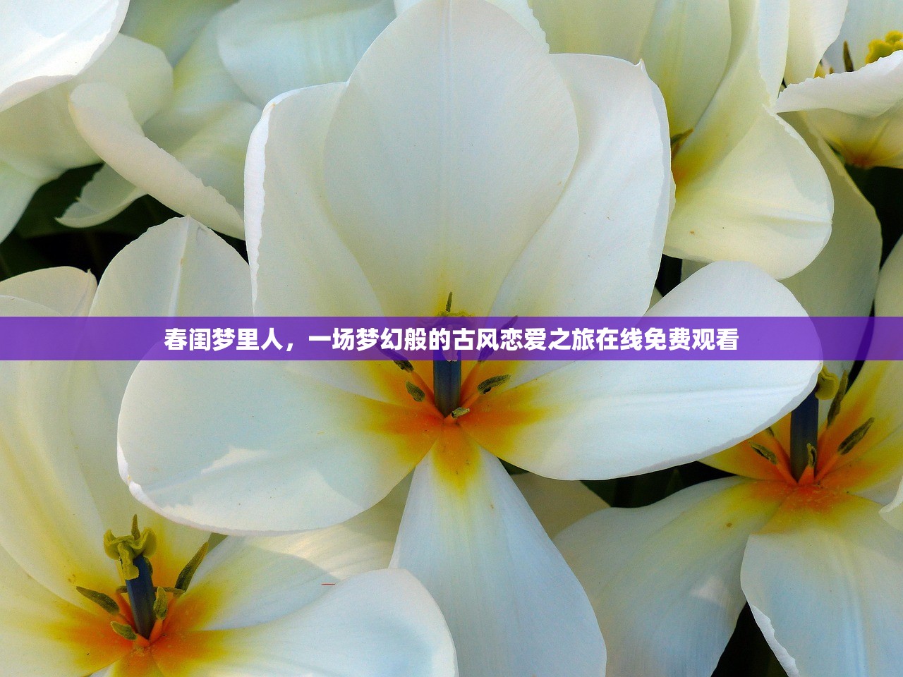 春闺梦里人，一场梦幻般的古风恋爱之旅在线免费观看