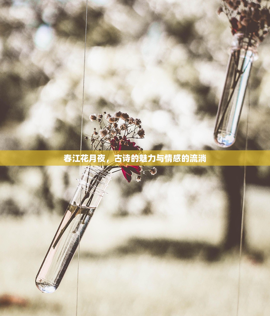 春江花月夜，古诗的魅力与情感的流淌
