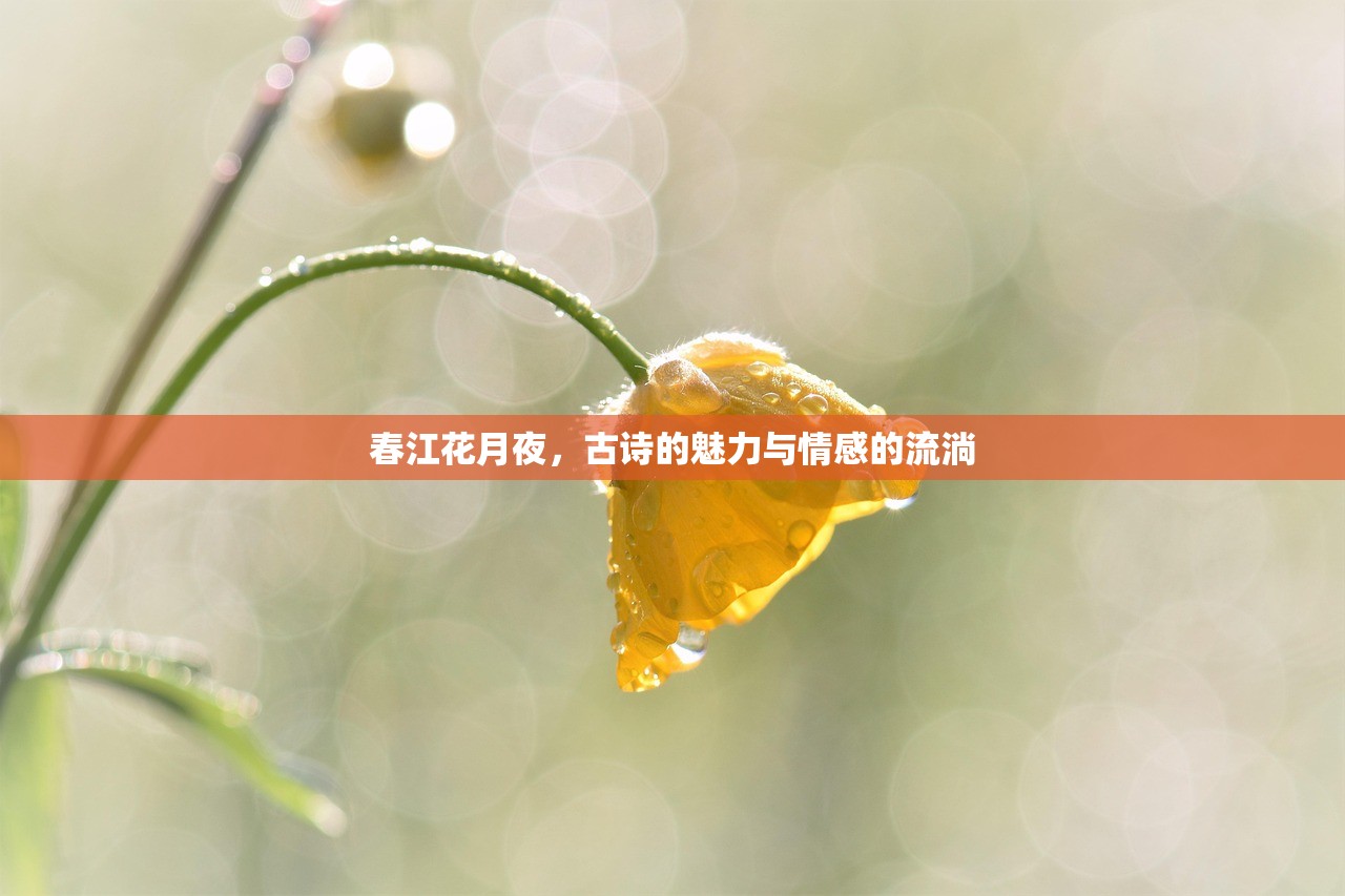 春江花月夜，古诗的魅力与情感的流淌