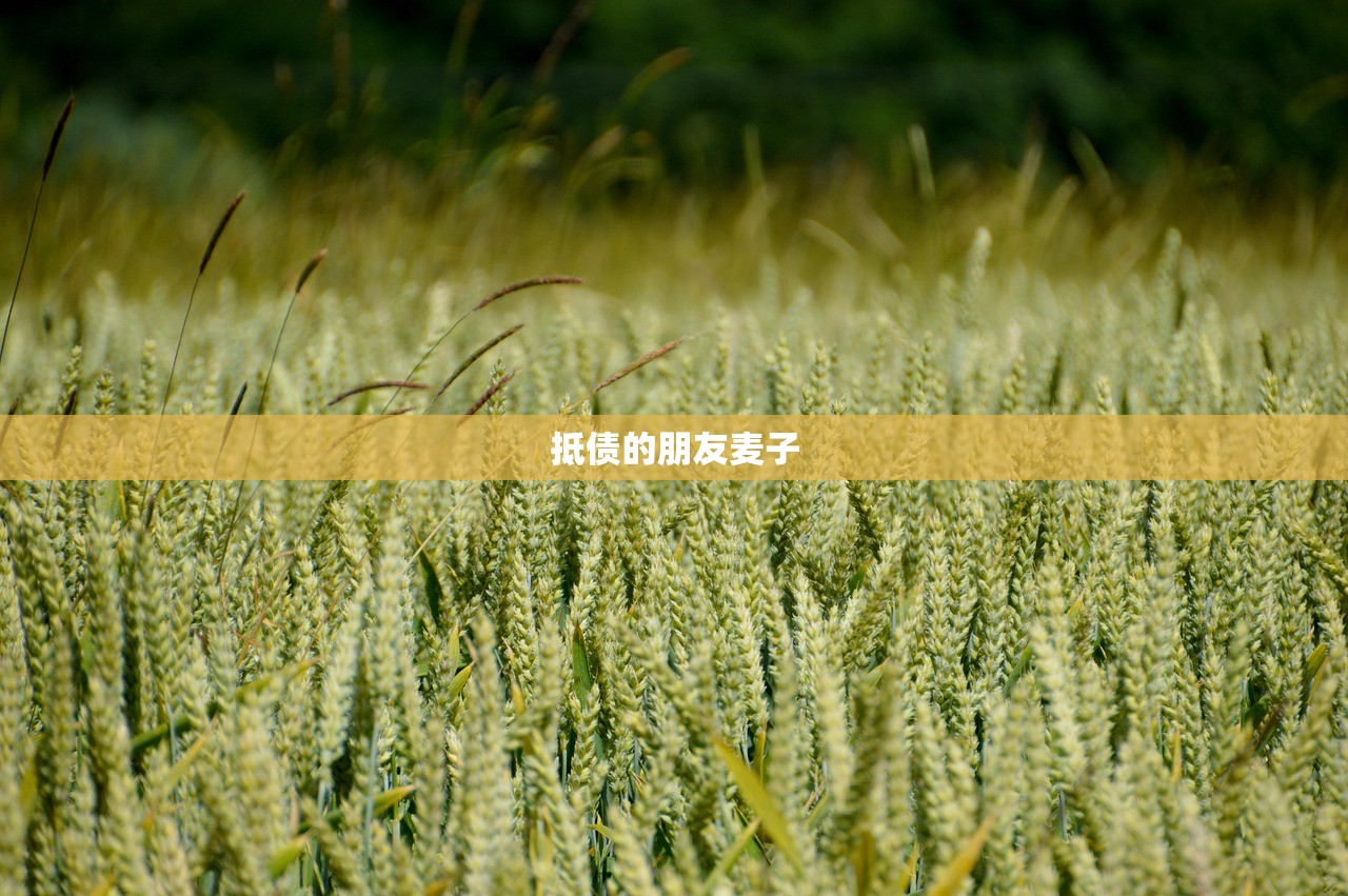 抵债的朋友麦子
