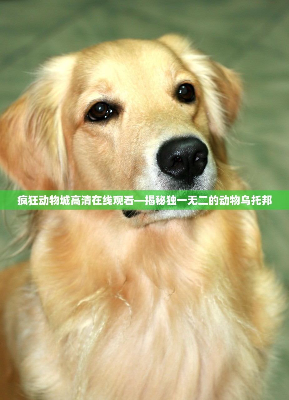 疯狂动物城高清在线观看—揭秘独一无二的动物乌托邦