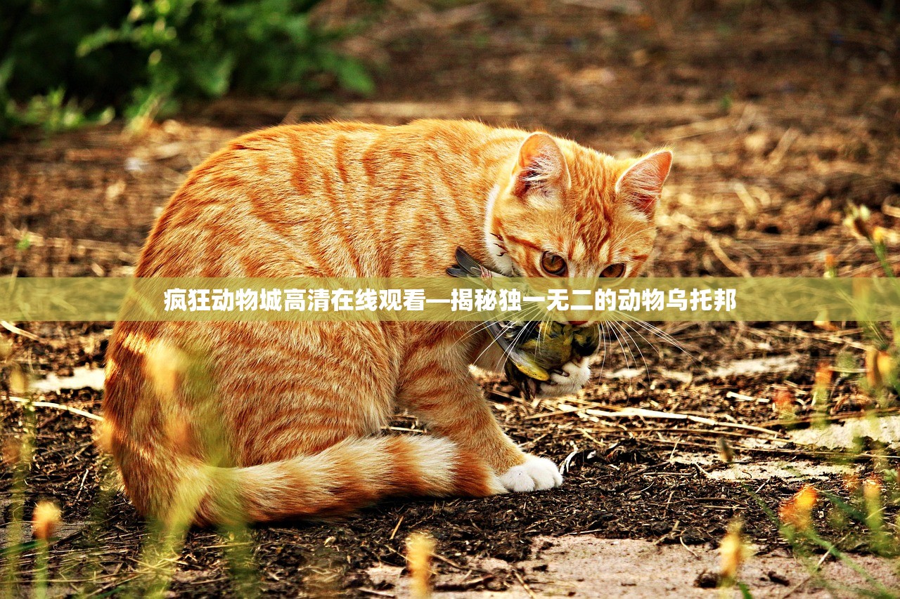 疯狂动物城高清在线观看—揭秘独一无二的动物乌托邦