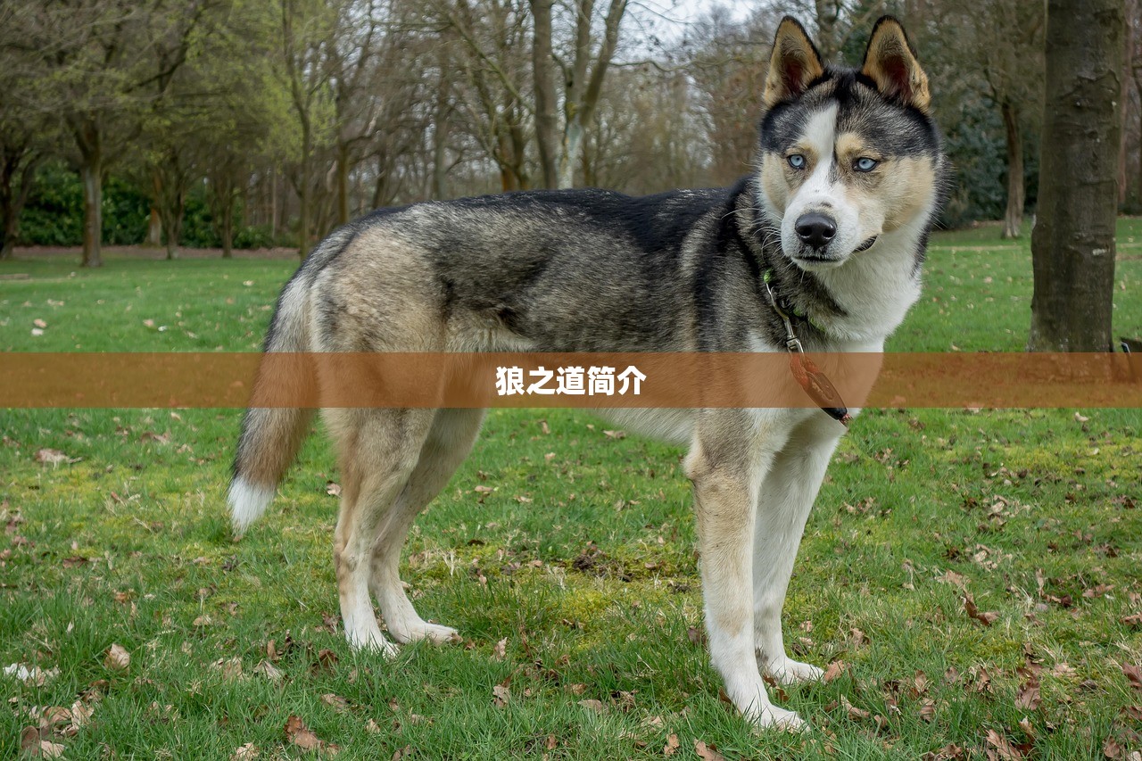 狼之道简介