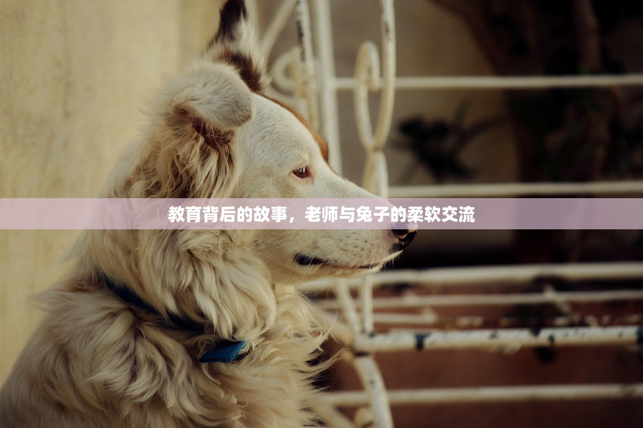 教育背后的故事，老师与兔子的柔软交流