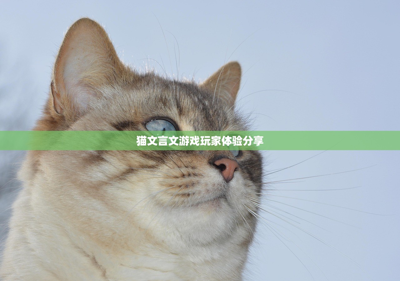 猫文言文游戏玩家体验分享