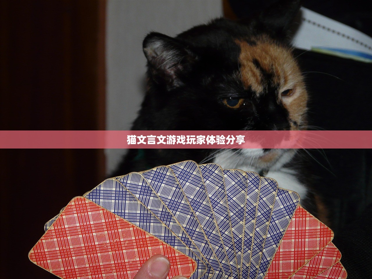 猫文言文游戏玩家体验分享