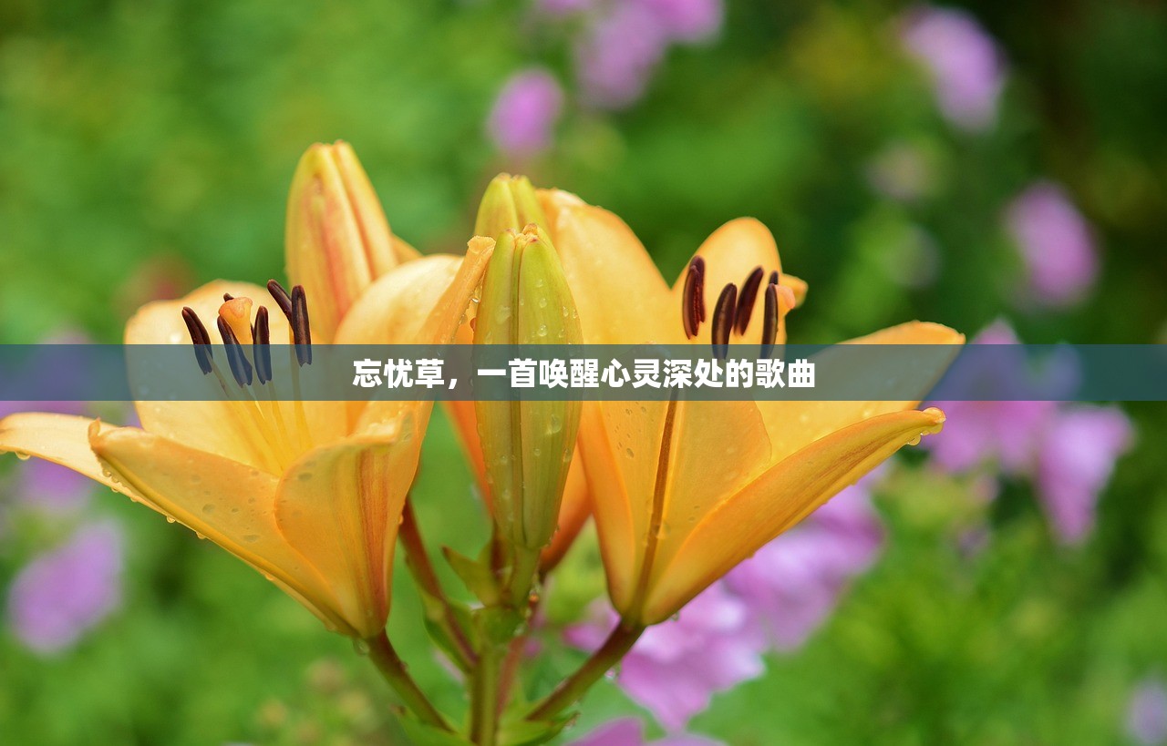 忘忧草，一首唤醒心灵深处的歌曲
