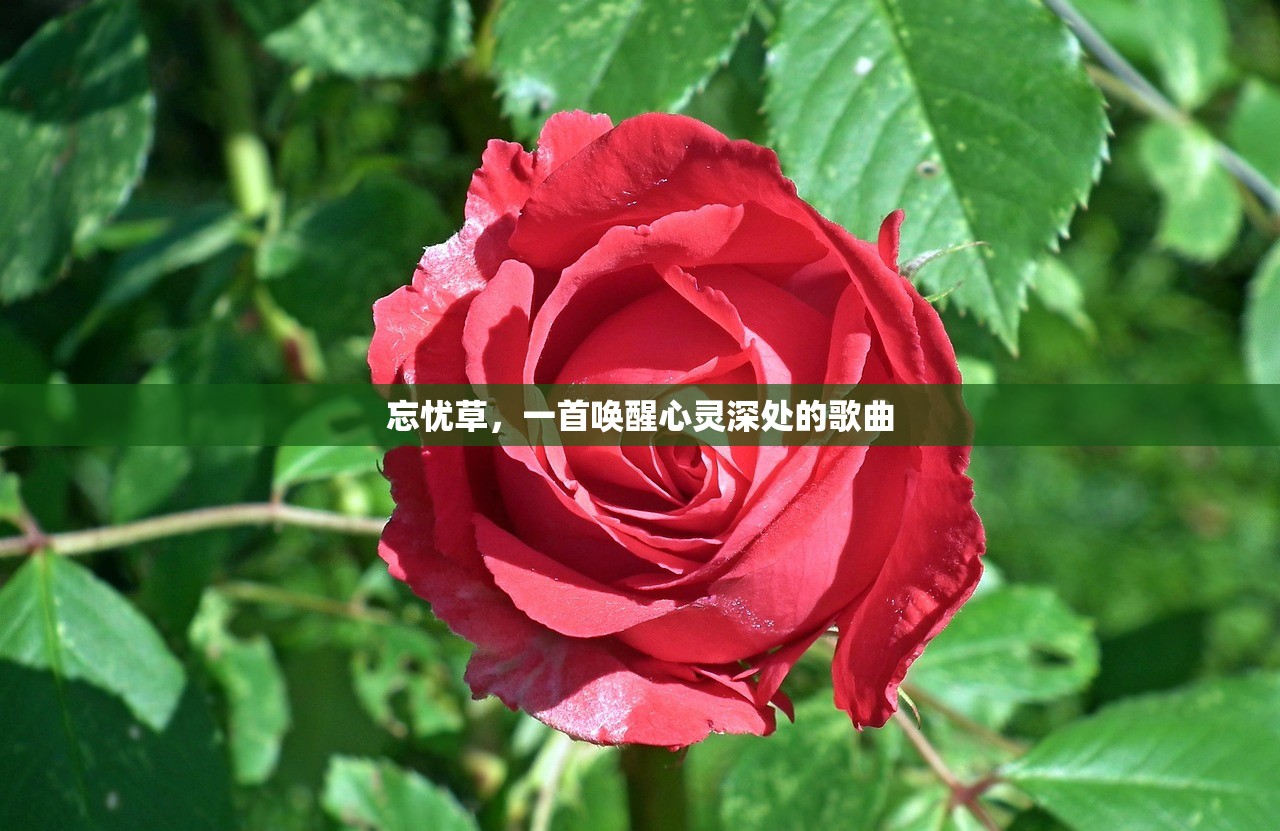 忘忧草，一首唤醒心灵深处的歌曲
