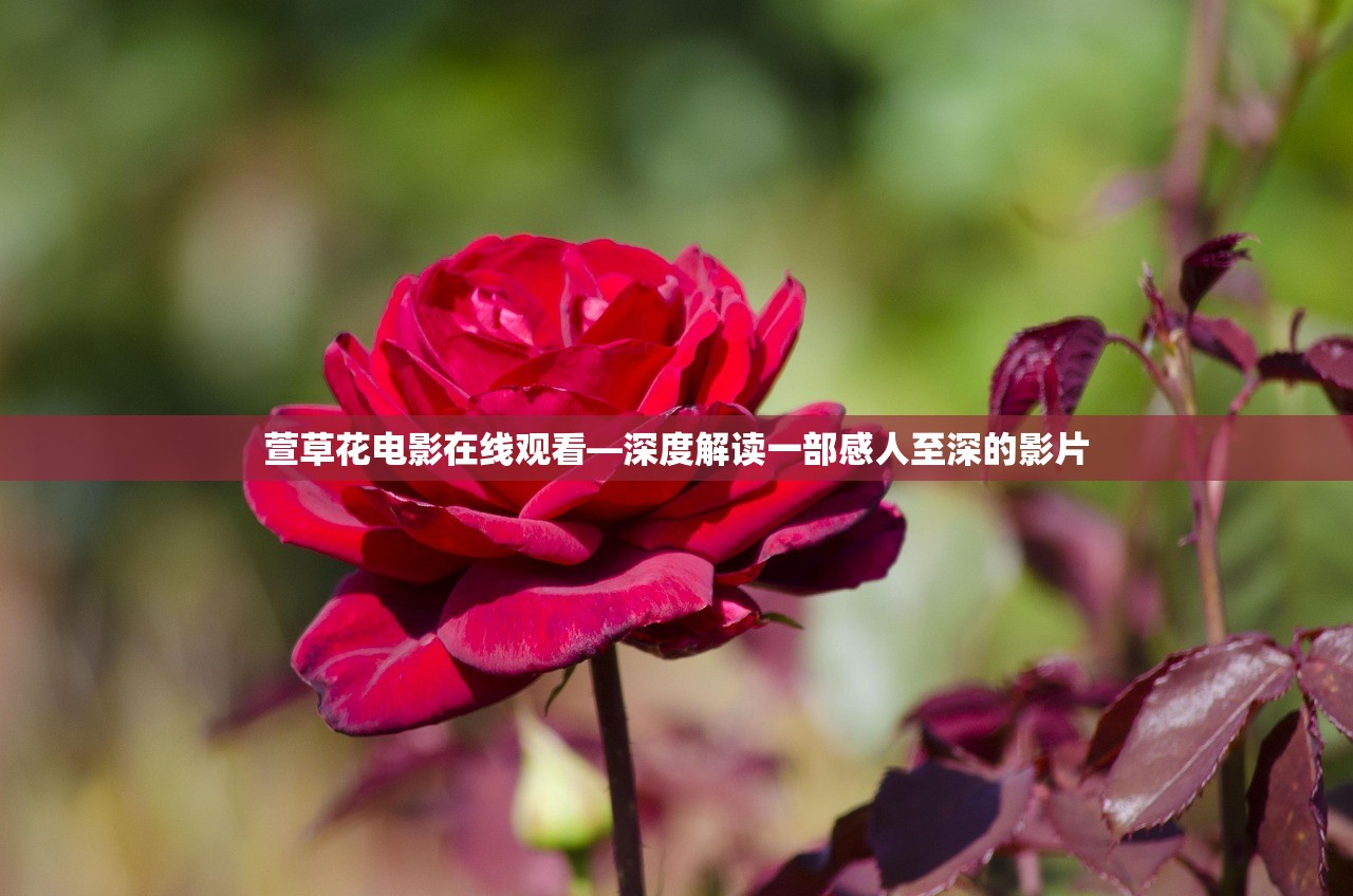 萱草花电影在线观看—深度解读一部感人至深的影片