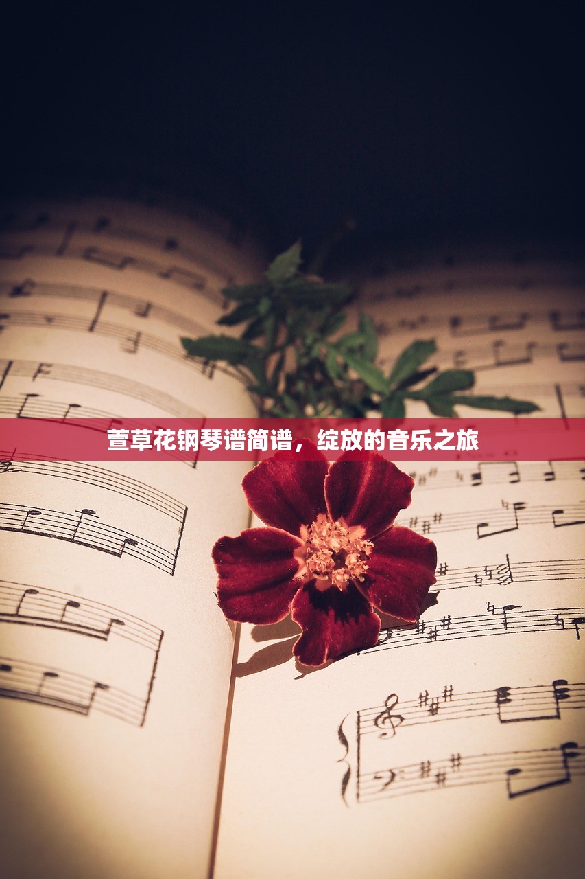 萱草花钢琴谱简谱，绽放的音乐之旅