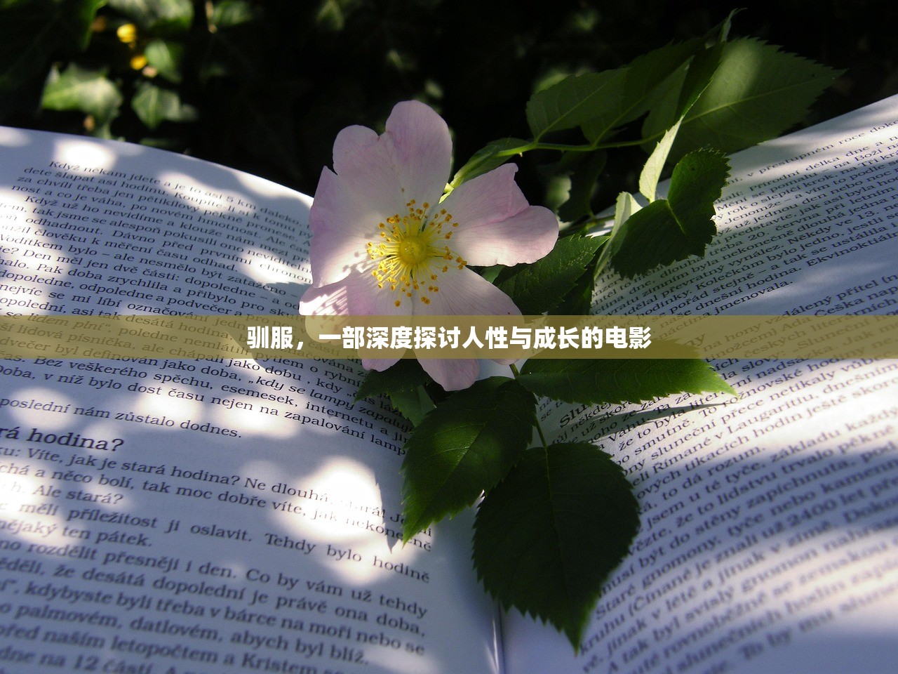 驯服，一部深度探讨人性与成长的电影