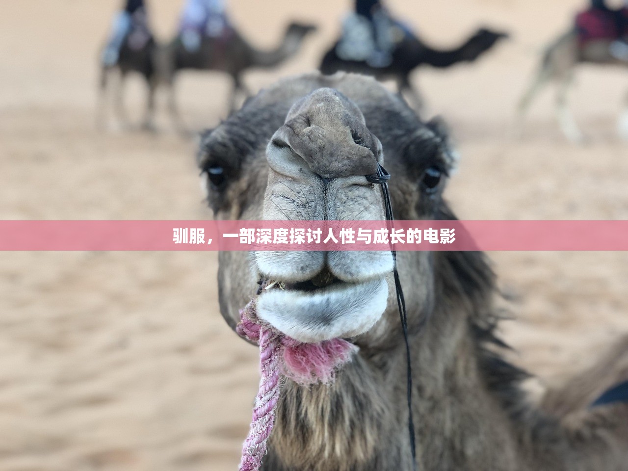 驯服，一部深度探讨人性与成长的电影