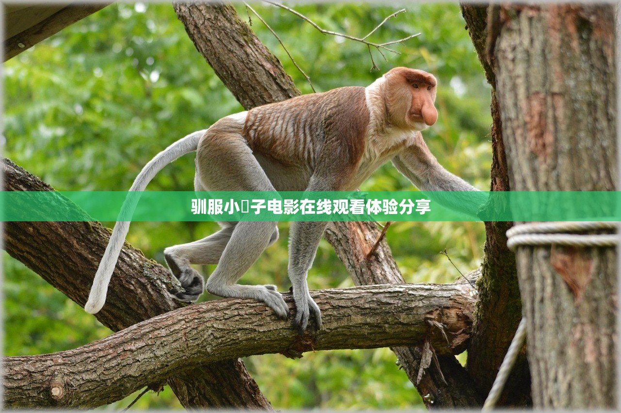 驯服小峓子电影在线观看体验分享