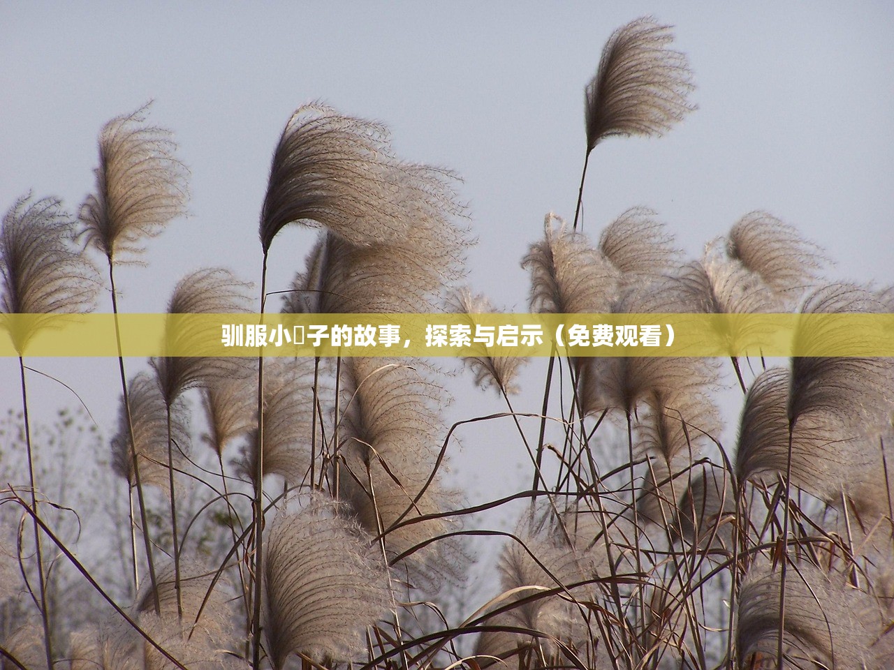 驯服小峓子的故事，探索与启示（免费观看）
