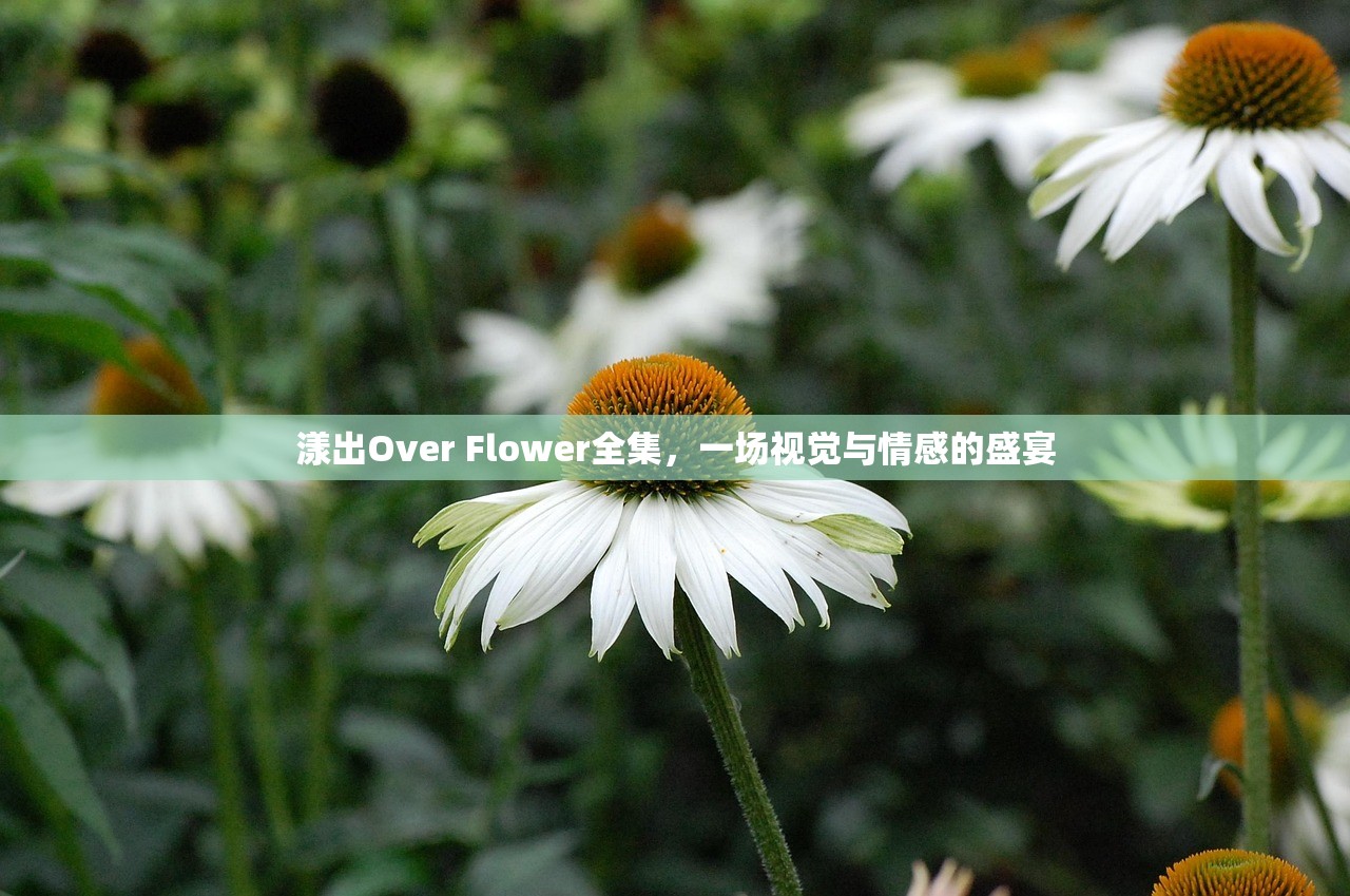 漾出Over Flower全集，一场视觉与情感的盛宴