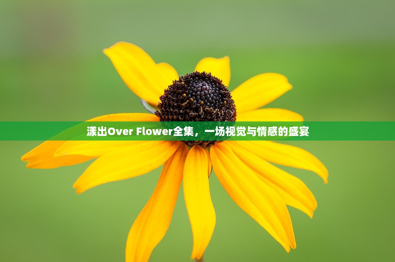 漾出Over Flower全集，一场视觉与情感的盛宴