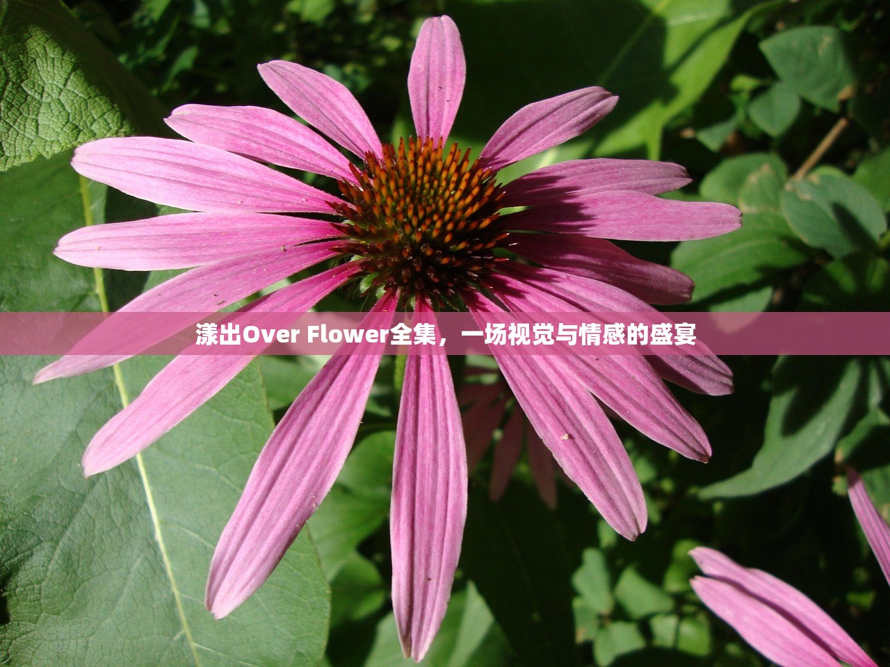 漾出Over Flower全集，一场视觉与情感的盛宴