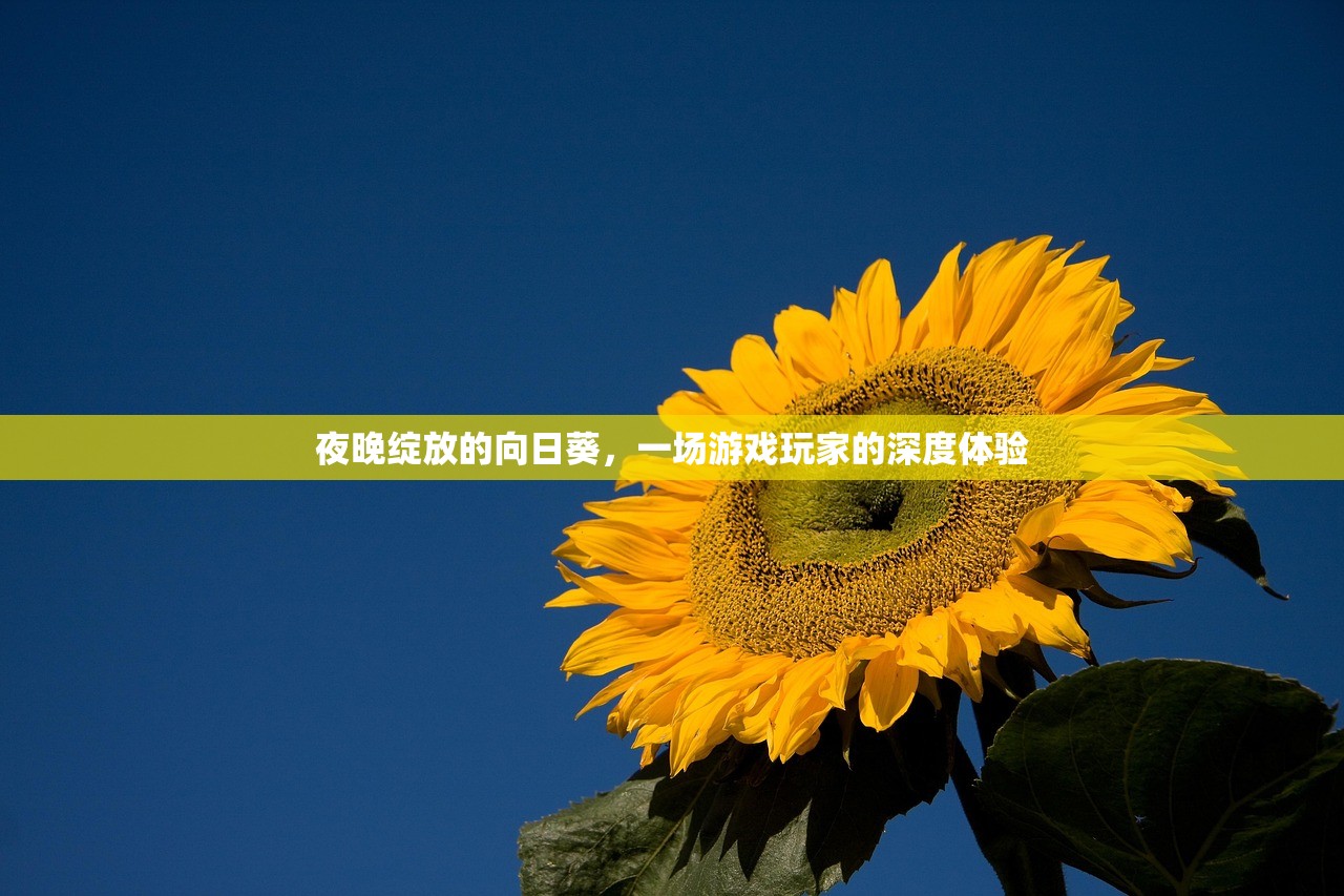夜晚绽放的向日葵，一场游戏玩家的深度体验