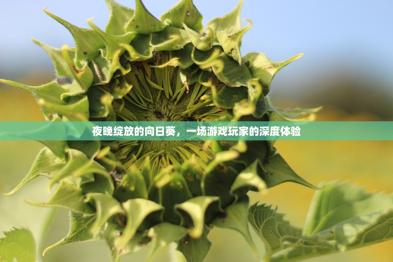 夜晚绽放的向日葵，一场游戏玩家的深度体验