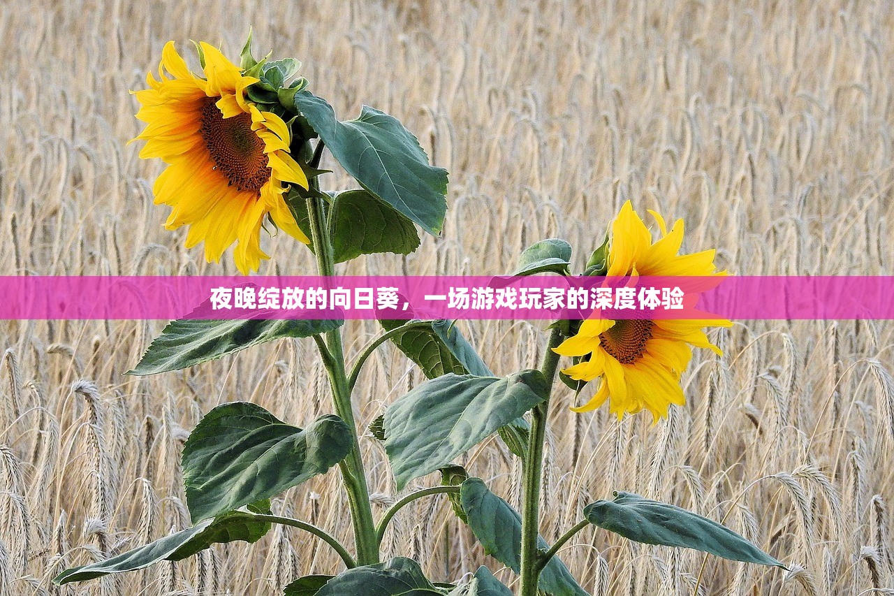 夜晚绽放的向日葵，一场游戏玩家的深度体验