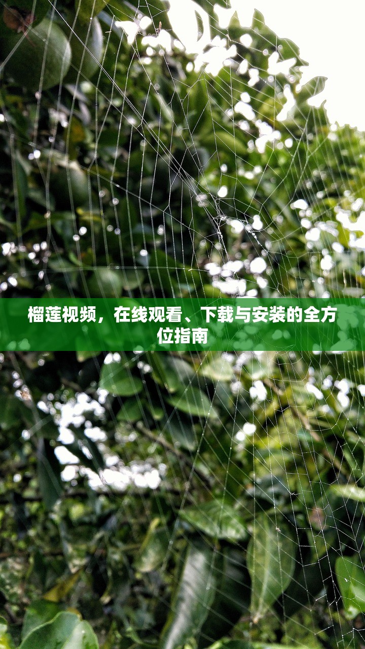 榴莲视频，在线观看、下载与安装的全方位指南