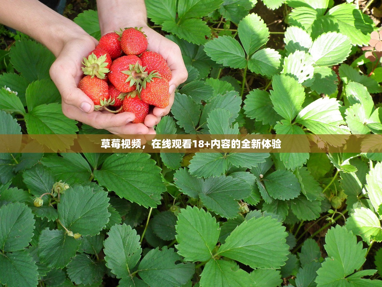 草莓视频，在线观看18+内容的全新体验
