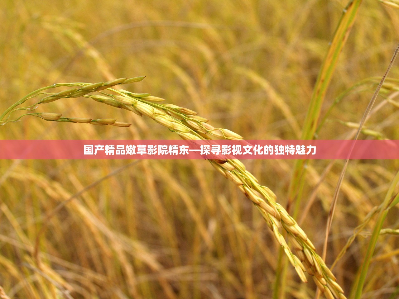 国产精品嫩草影院精东—探寻影视文化的独特魅力