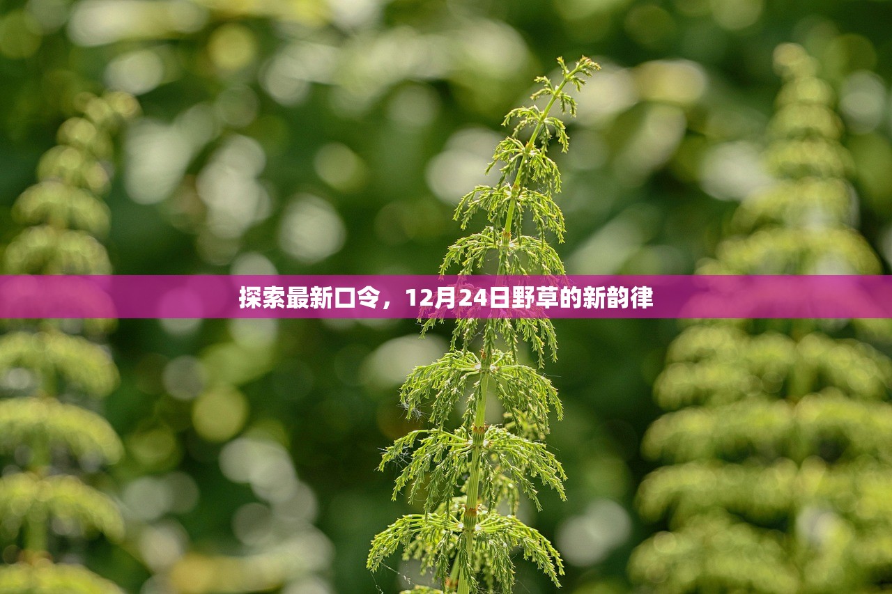 探索最新口令，12月24日野草的新韵律