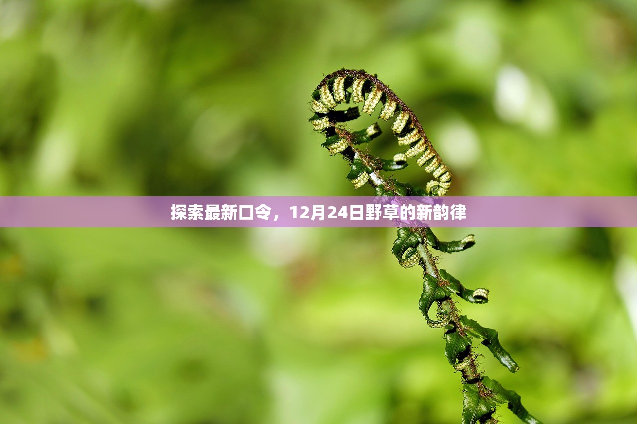 探索最新口令，12月24日野草的新韵律