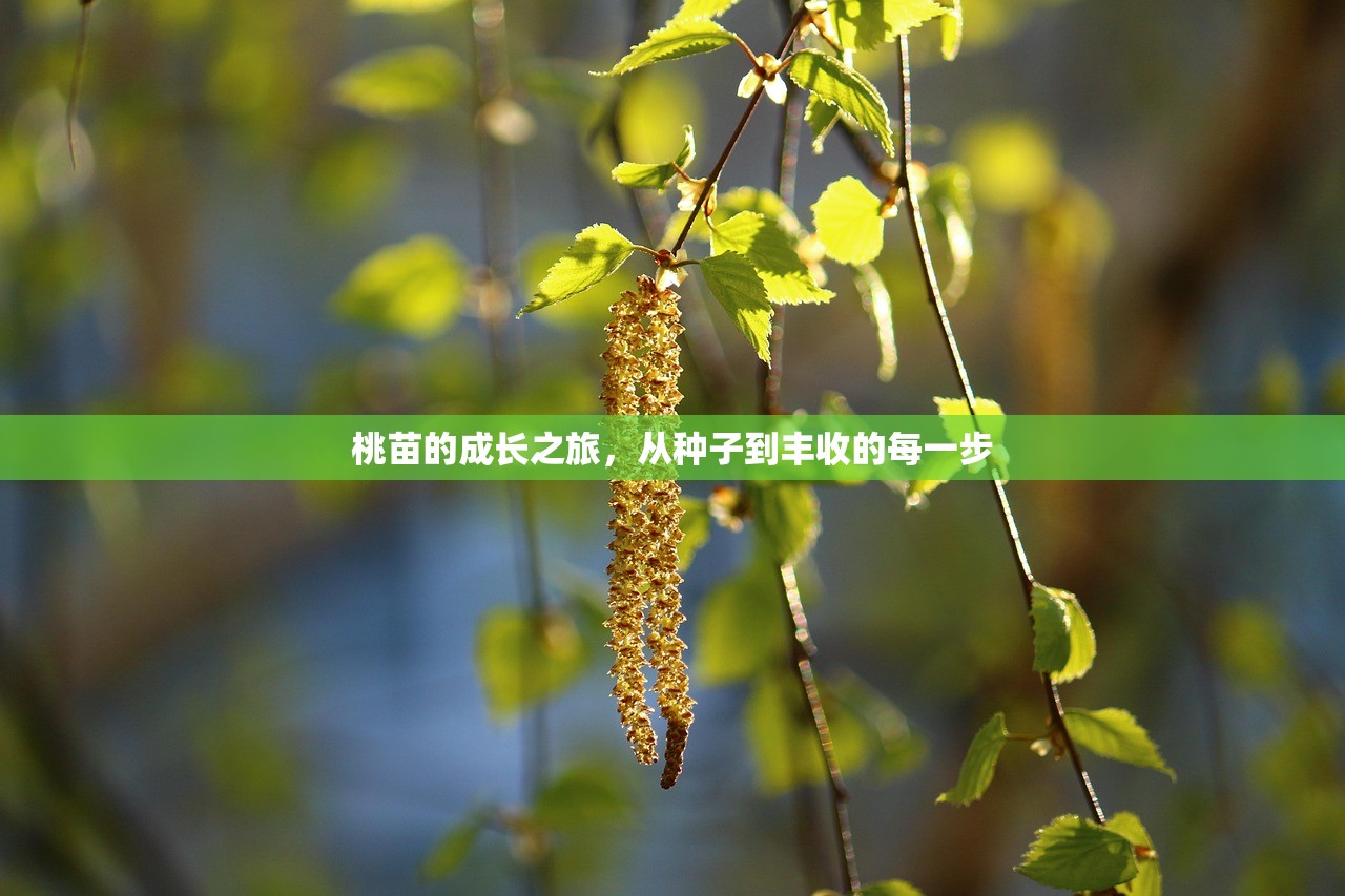 桃苗的成长之旅，从种子到丰收的每一步