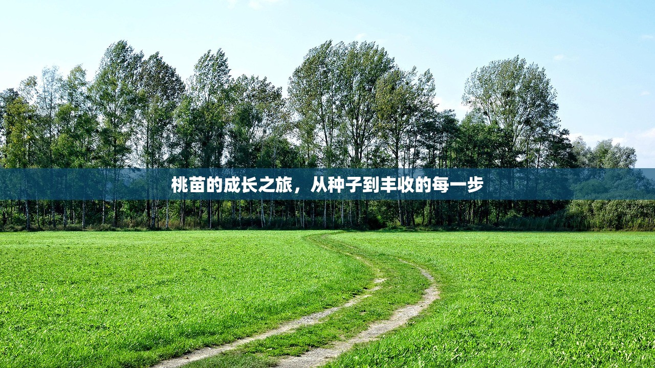 桃苗的成长之旅，从种子到丰收的每一步