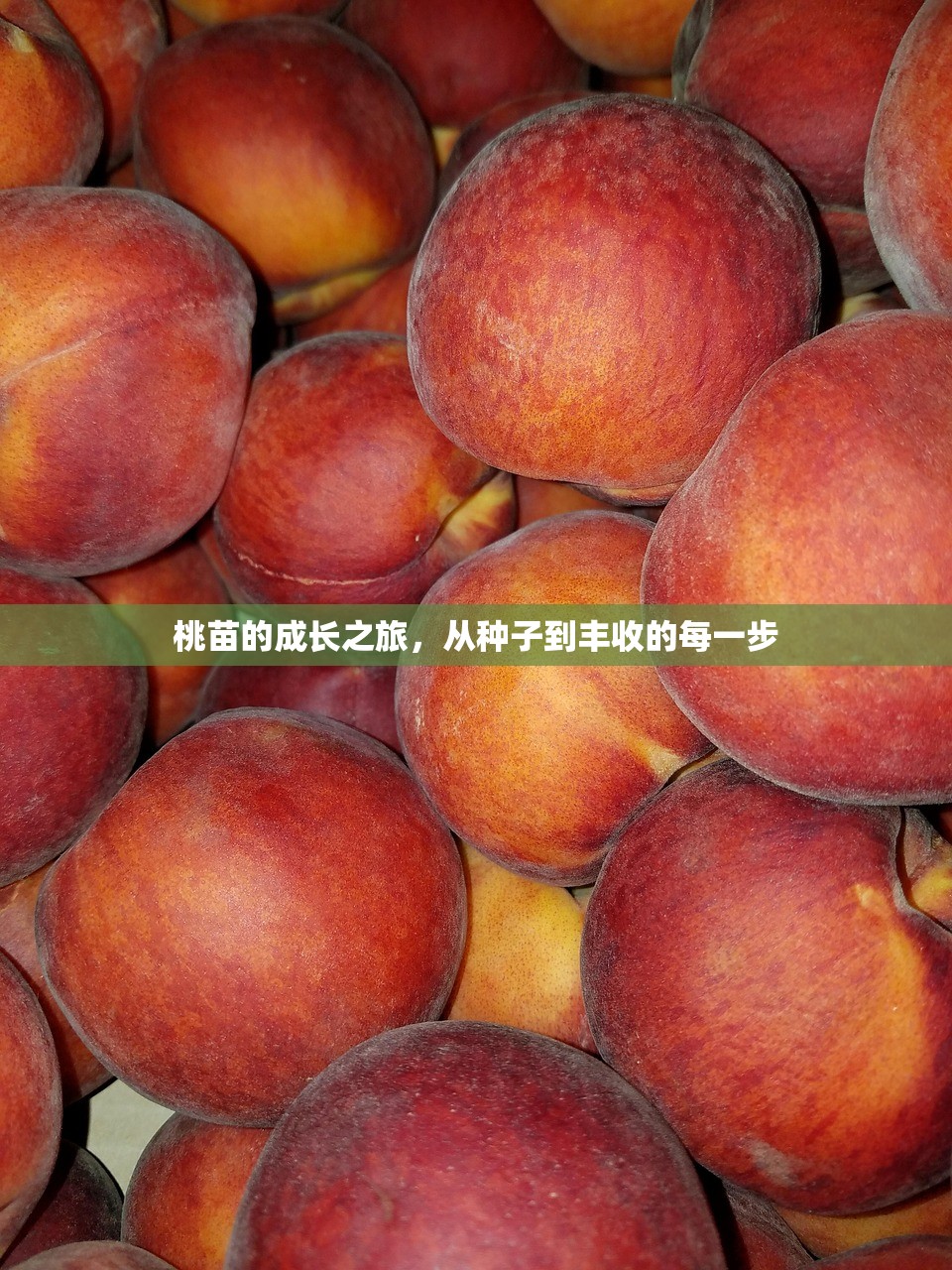 桃苗的成长之旅，从种子到丰收的每一步