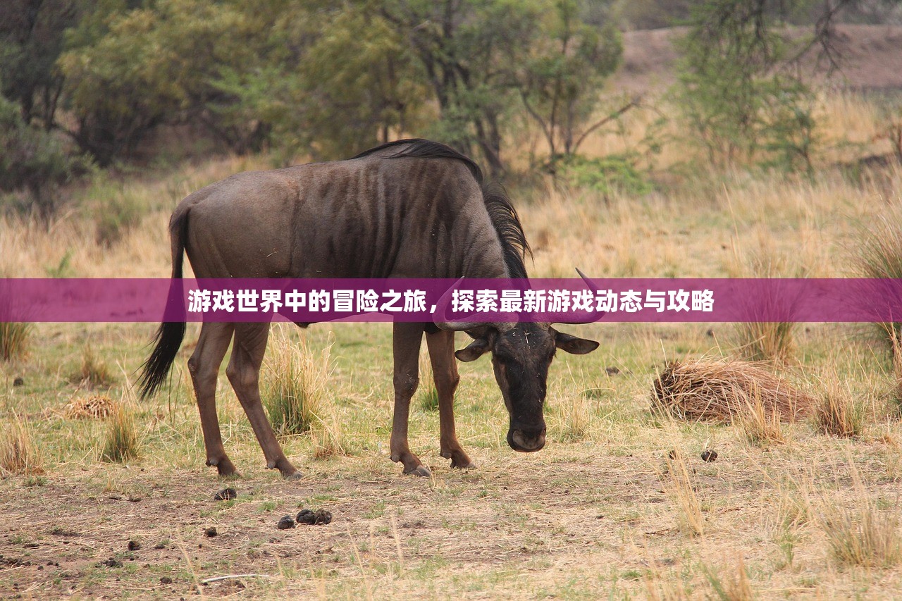 游戏世界中的冒险之旅，探索最新游戏动态与攻略