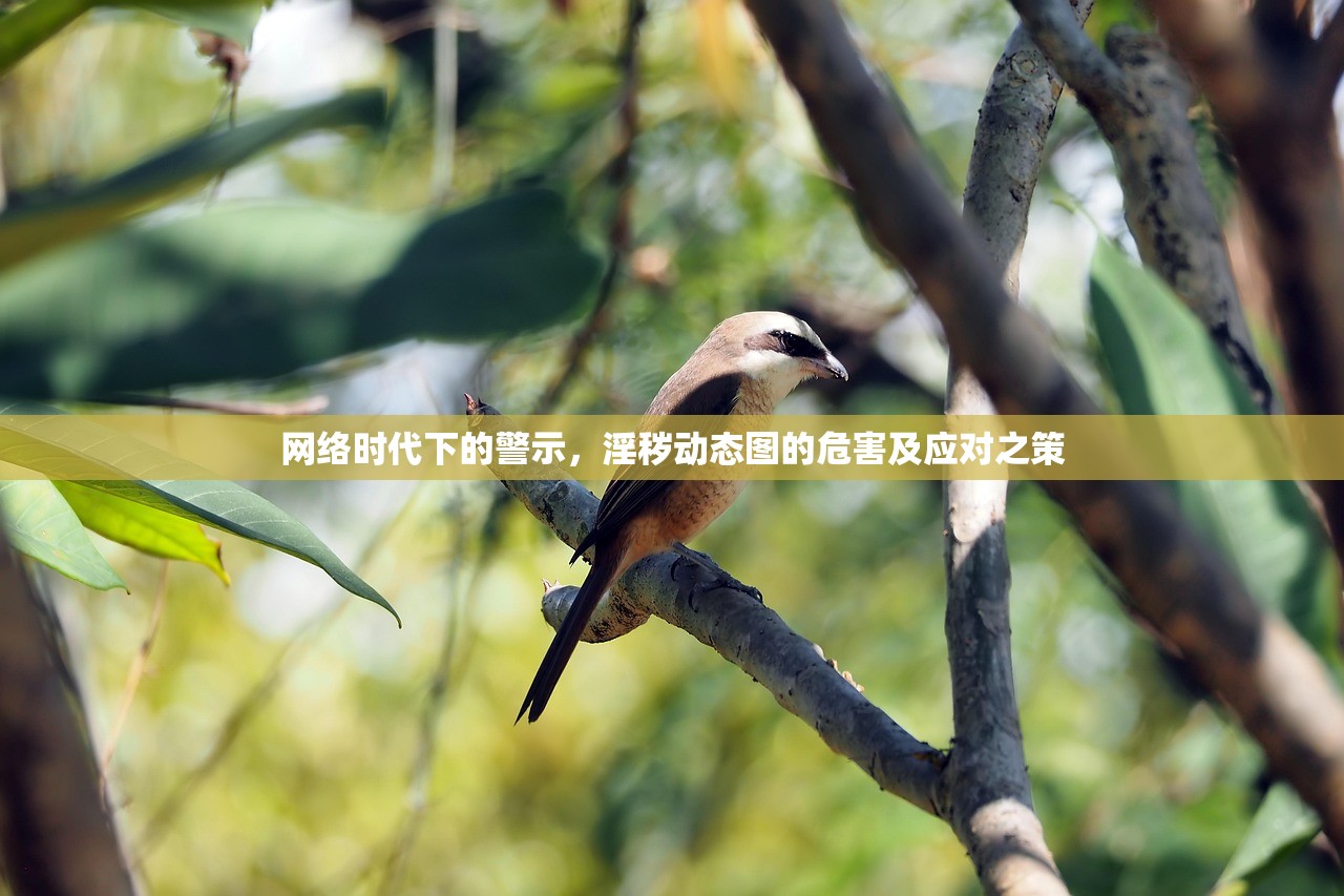 网络时代下的警示，淫秽动态图的危害及应对之策