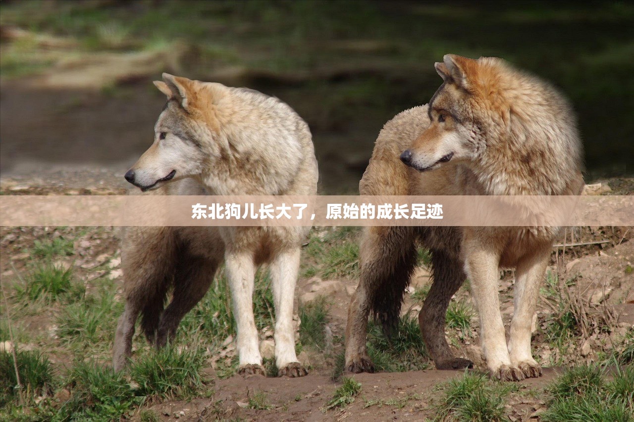 东北狗儿长大了，原始的成长足迹