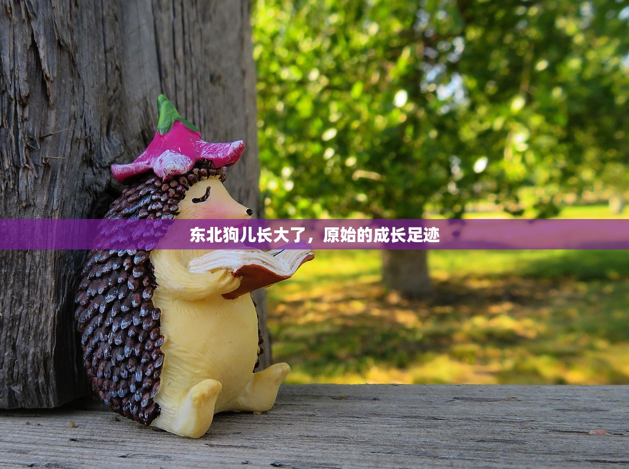 东北狗儿长大了，原始的成长足迹