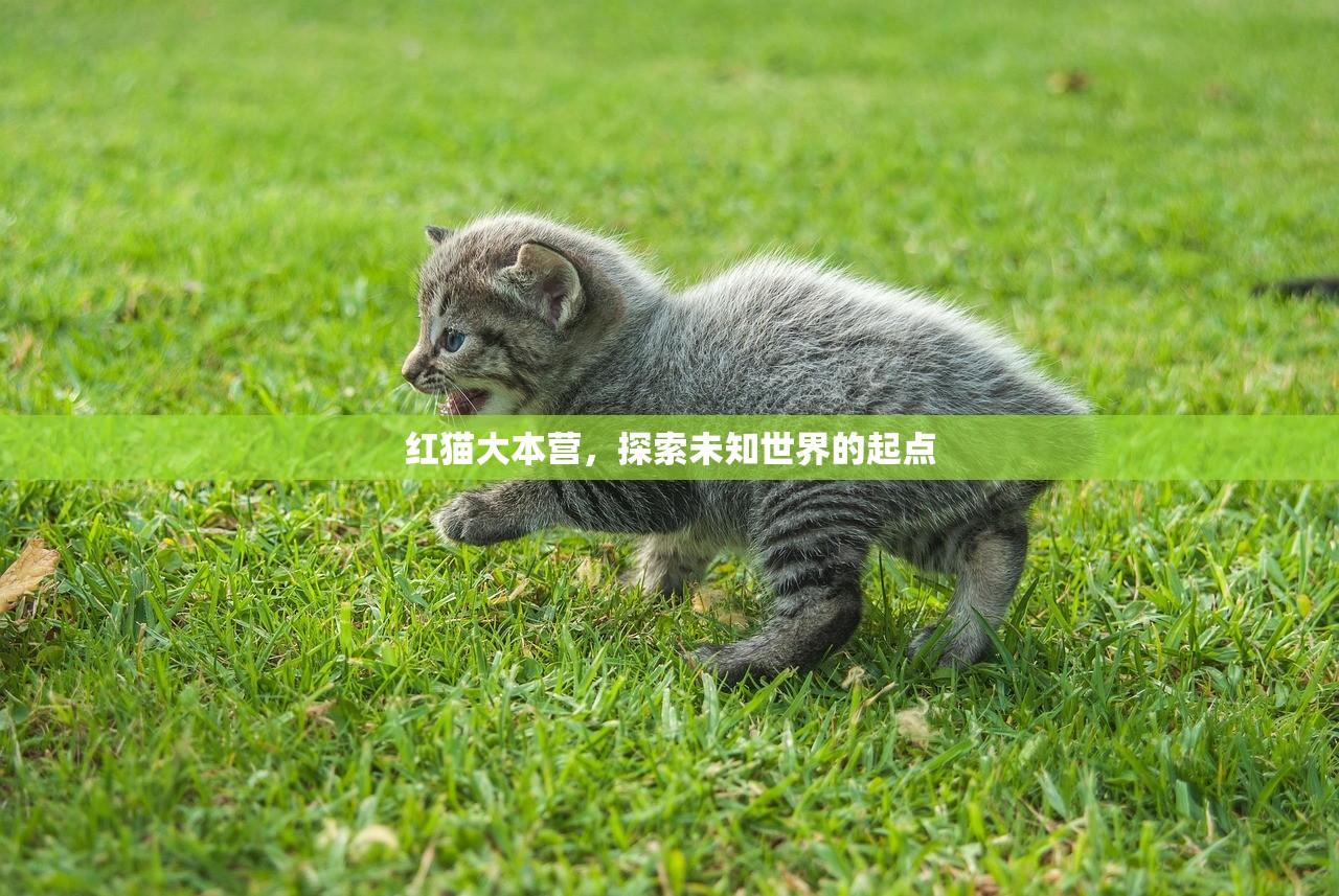 红猫大本营，探索未知世界的起点
