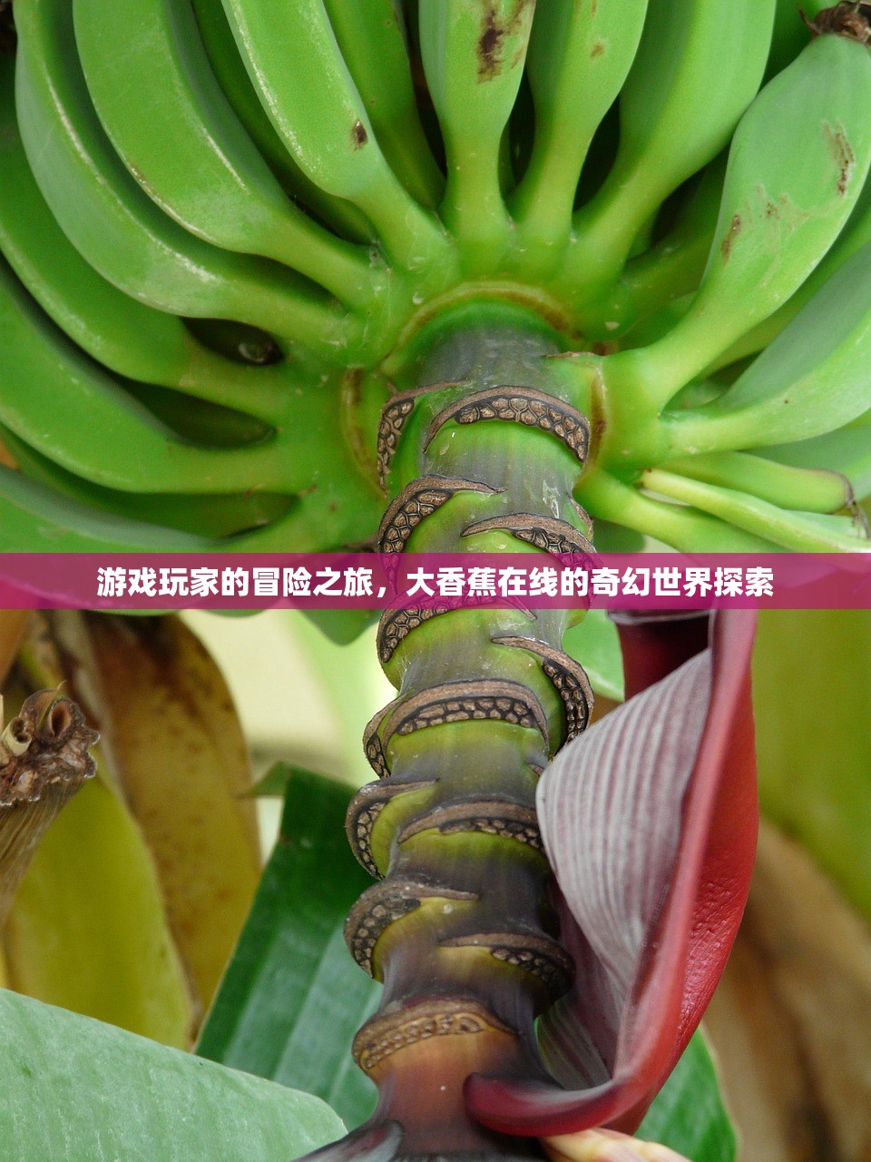 游戏玩家的冒险之旅，大香蕉在线的奇幻世界探索